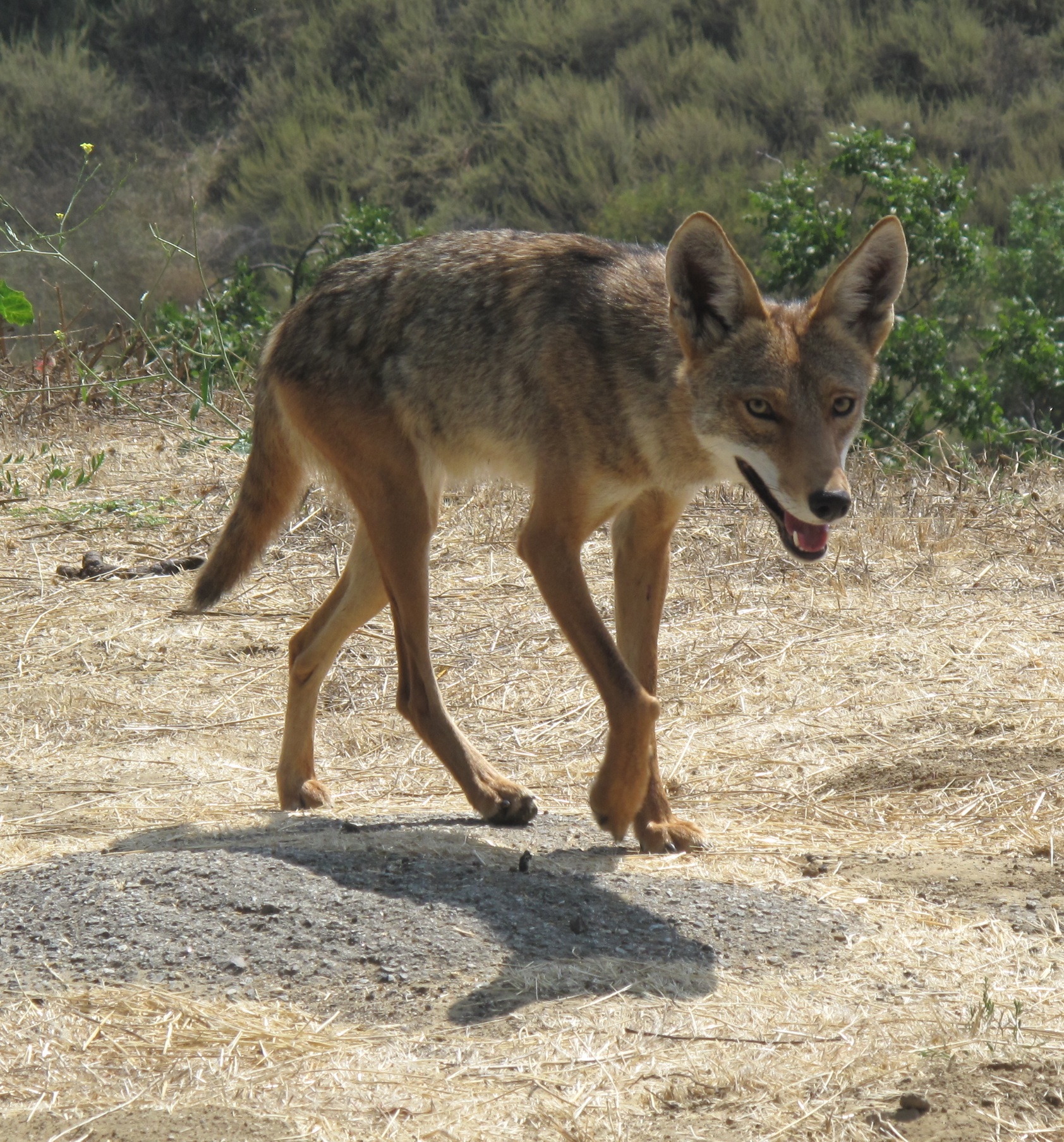 Can this be a Coyote?? - City of Eastlake Ohio